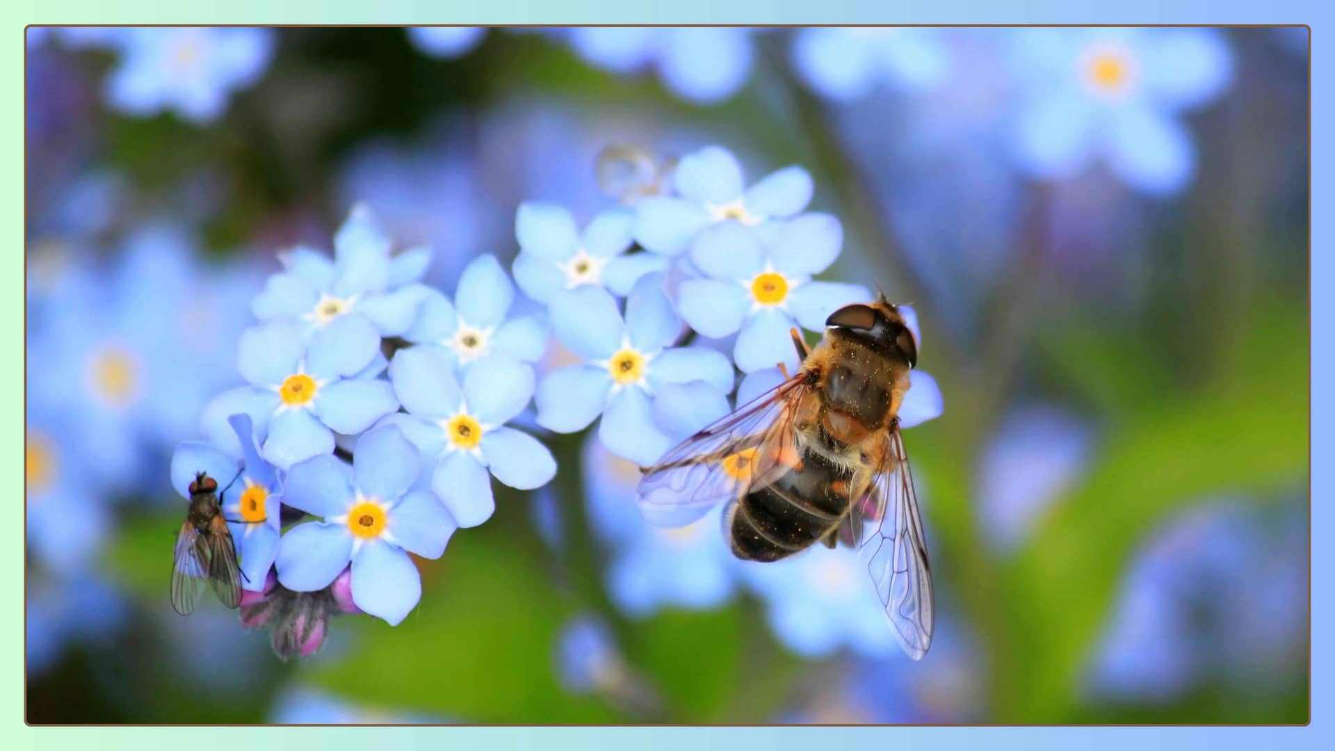 world-bee-day-theme