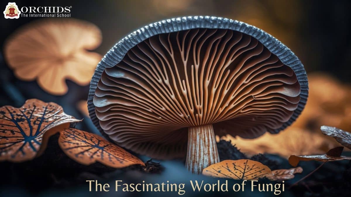 Fungi