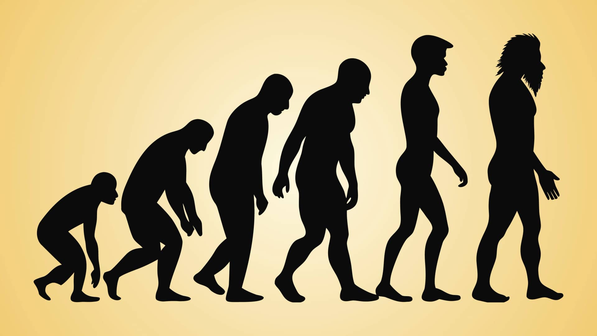 Human evolution