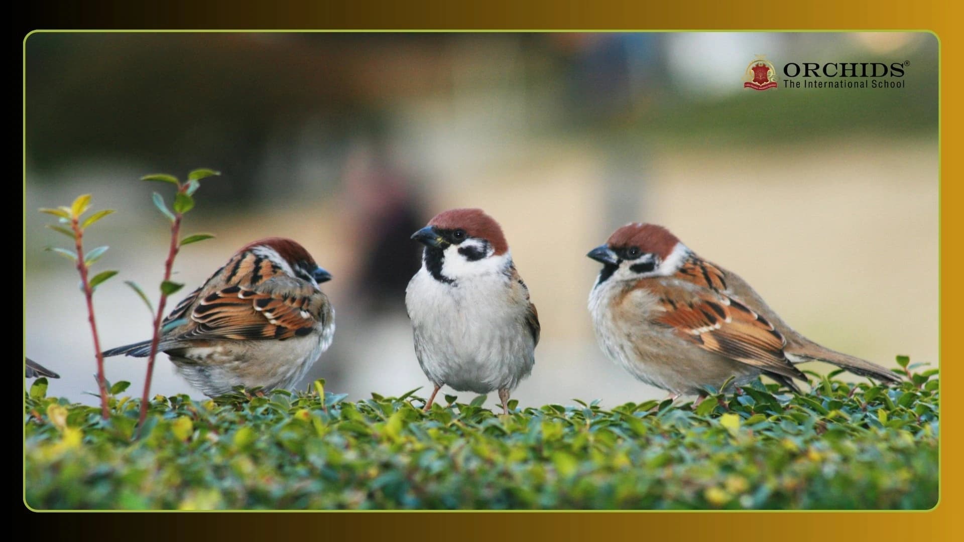sparrow-disappearance-in-india