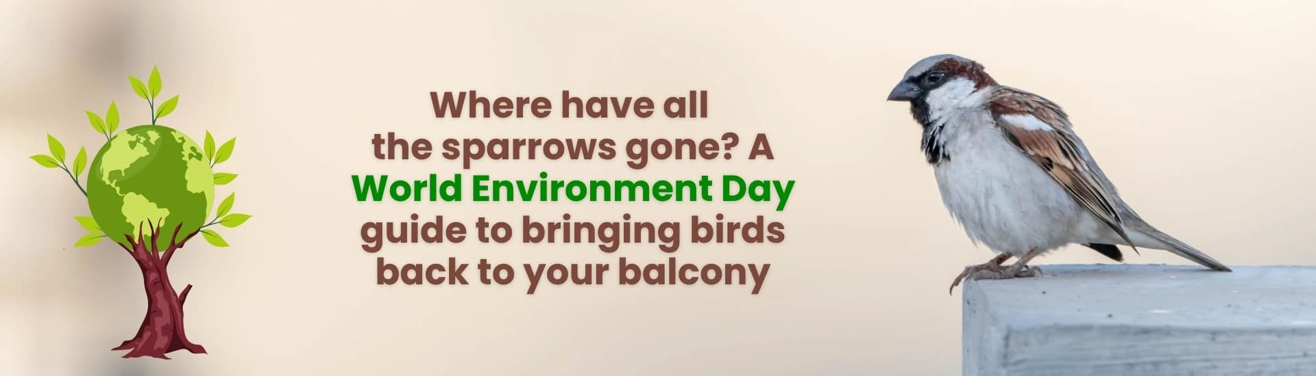 Where have all the sparrows gone? A World Environment Day guide to bringing birds back to your balcony
