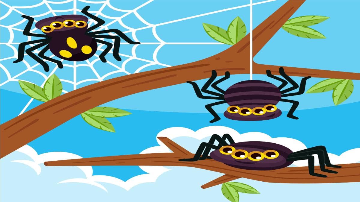 Unraveling the Web: Home of Spiders
