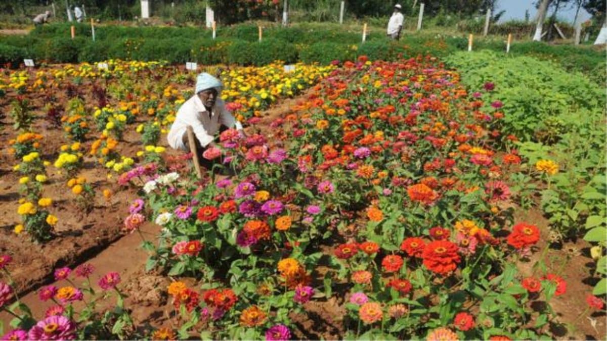 Horticulture planting