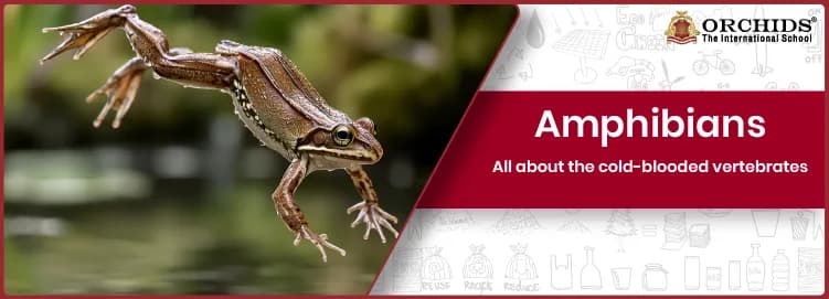 Amphibians