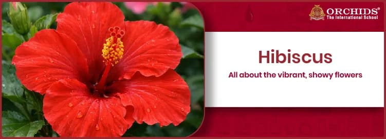 Hibiscus