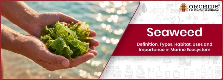 Seaweed
