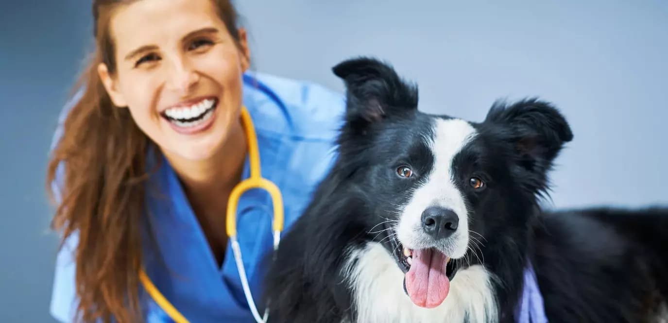 Exploring Animal-Related Careers: What Does a Veterinarian Do?