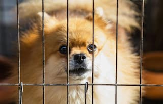 Helping Hands: How Kids Can Support Local Animal Shelters