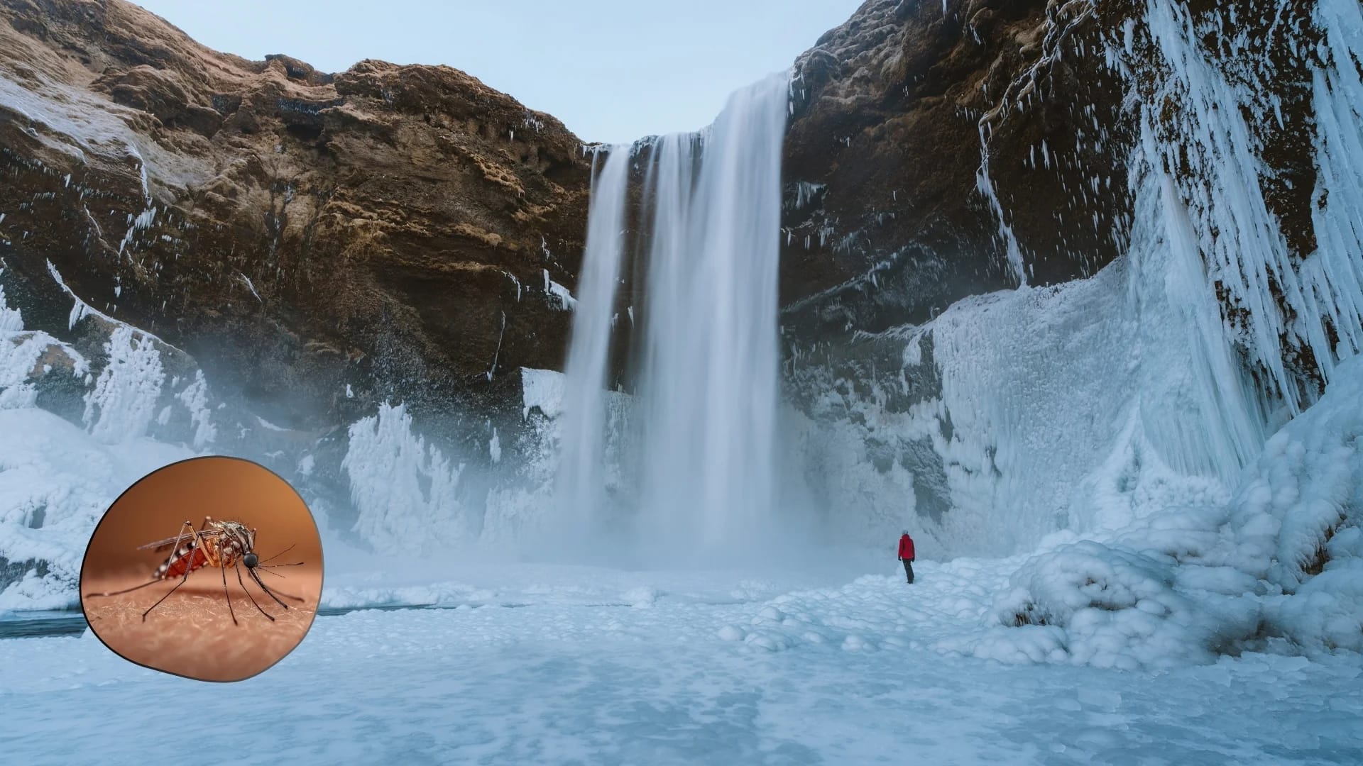 What Iceland’s first mosquitoes tell us about a warming planet