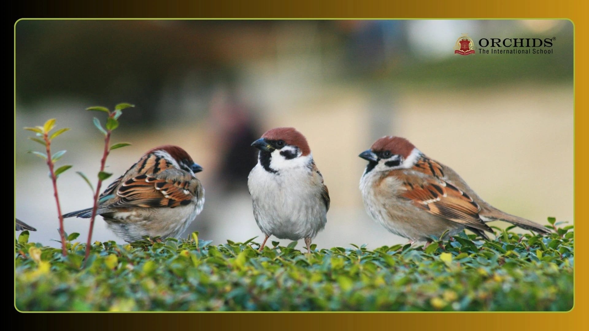Where have all the sparrows gone? A World Environment Day guide to bringing birds back to your balcony