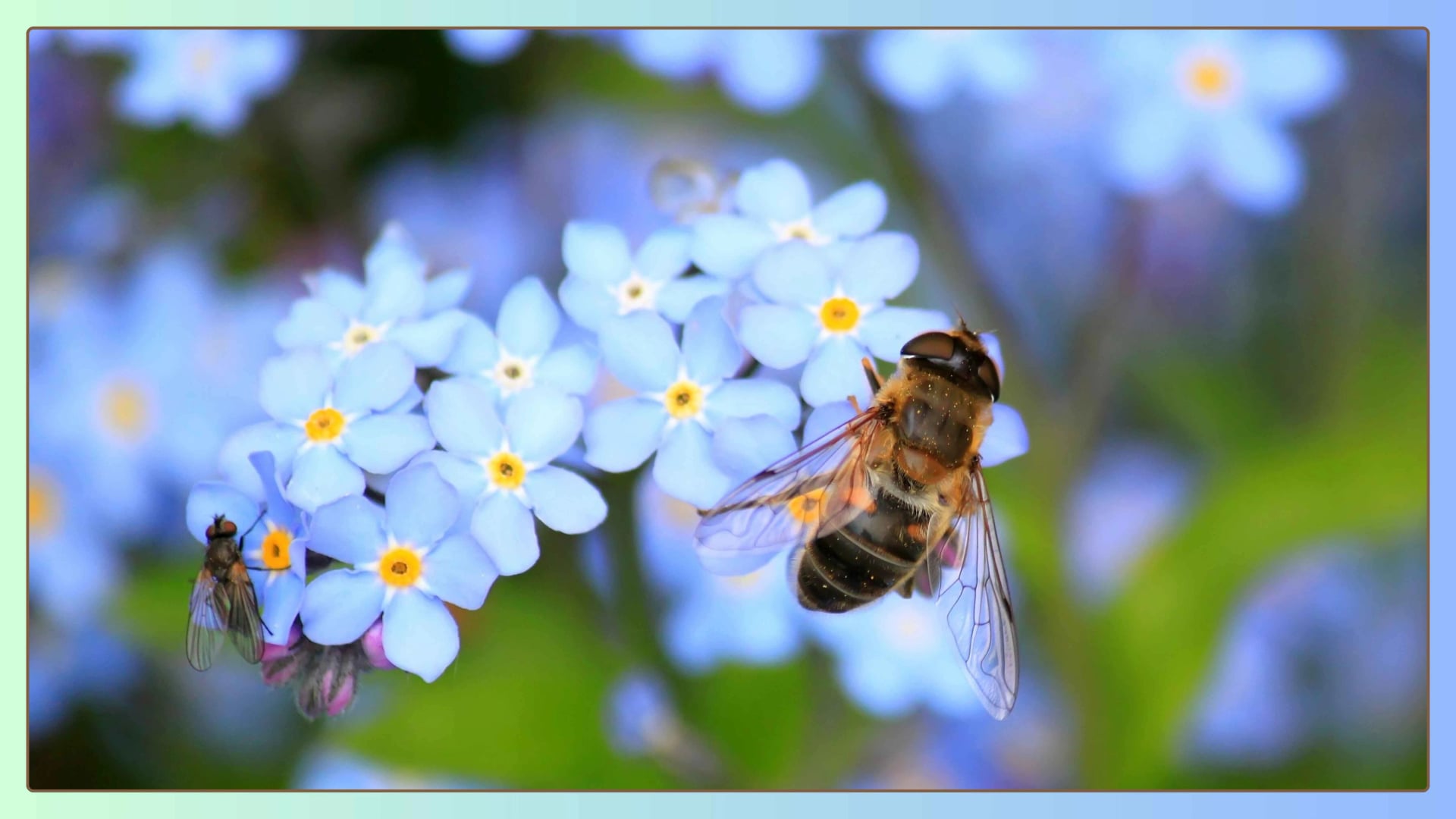 world-bee-day-theme
