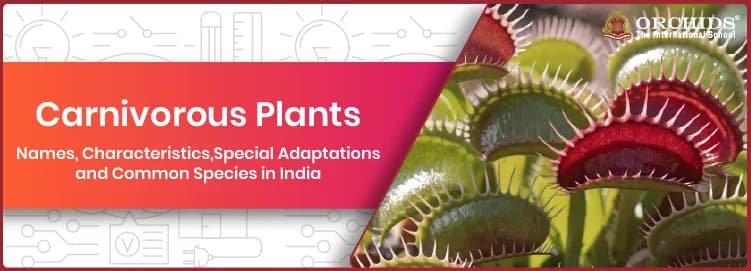 Carnivorous Plants Carnivorous Plants