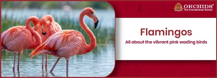 Flamingos Flamingos