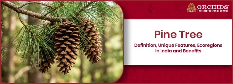 Pine Tree Pine Tree